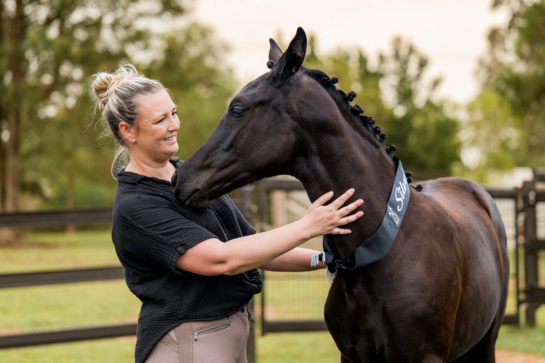 A warmblood horse in the soft light of the Hunter Valley