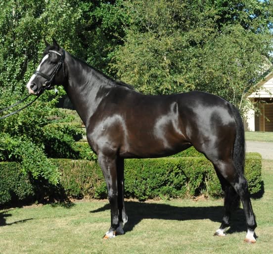 Larapinta Johanna — broodmare at Endeavour Warmbloods